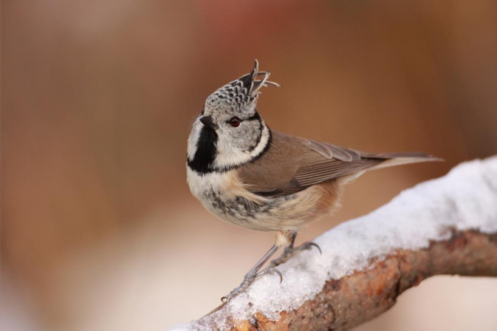 Imagen 79 de la galería de Herrerillo capuchino - Crested tit (Lophophanes cristatus)